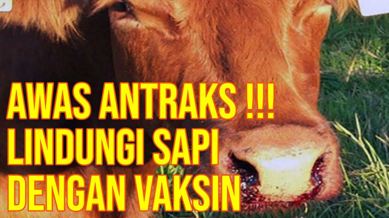 Penyakit Antraks Sapi Kenali Dan Cegah Penularannya.jpg
